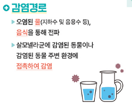 여름철 살모넬라균 감염경로