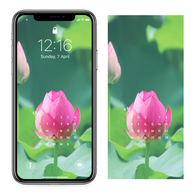 04 피기 시작한 연꽃 AB - 2024년5월 아이폰달력배경화면
