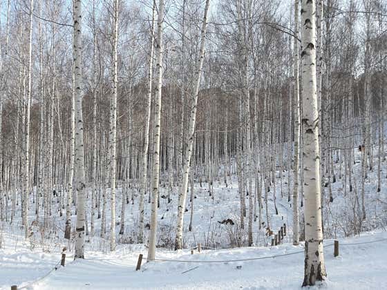 속삭이는 자작나무숲