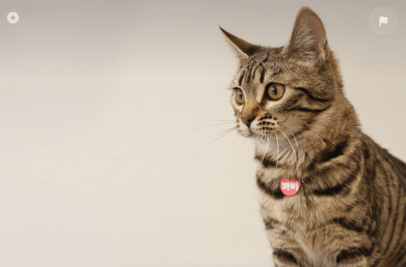 6월여행가는달반려동물운임특별할인