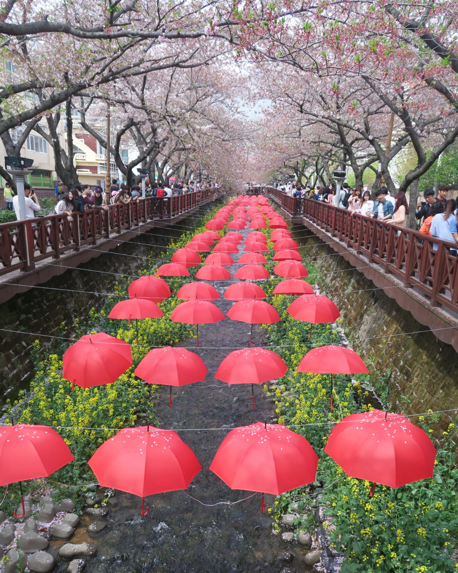 벚꽃 성지&amp;#44; 진해 군항제! 경화역&bull;여좌천 필수 코스 가이드
