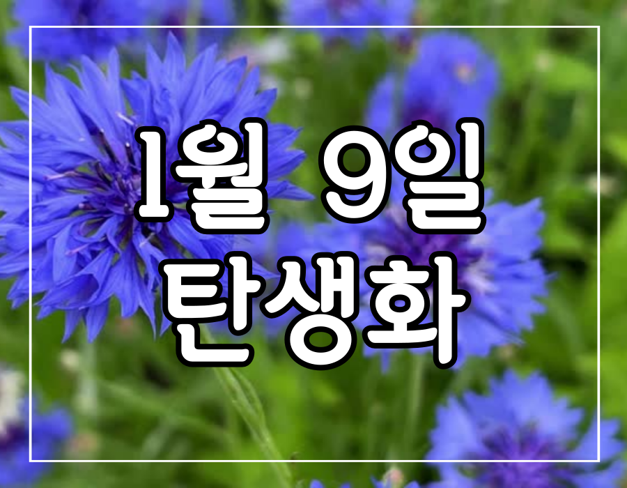 이 이미지는 1월 9일 탄생화 수레국화 꽃말 생일선물하기에 관한 포스팅의 대표이미지입니다.
