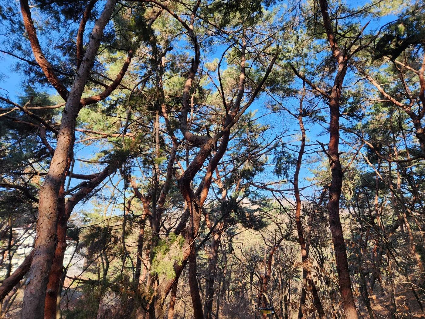 구름정원-소나무숲