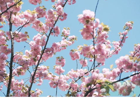 충청도 벚꽃 명소