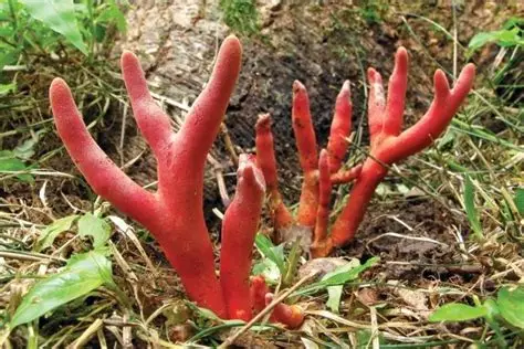 사슴뿔 붉은 버섯