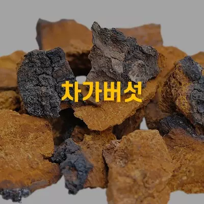차가버섯