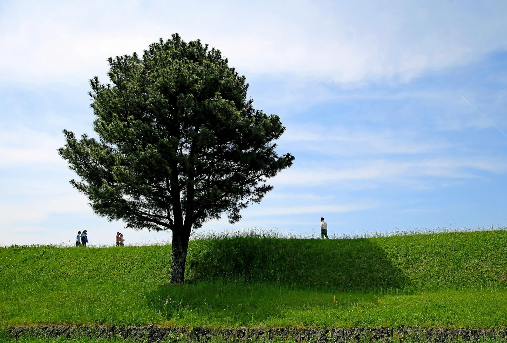제주 항파두리 항몽유적지 양귀비 꽃밭 나홀로나무