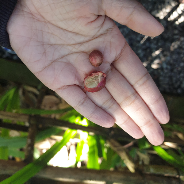 발리 루왁 커피 농장: Cantik Agriculture Luwak Coffee (캔틱 루왁 커피)_커피 체리