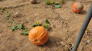 화성_우리꽃식물원_국화전시회