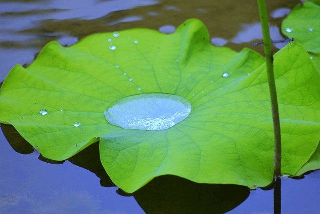 연못 위에 한 장의 아주 넓은 년두색 연잎이 떠 있다.