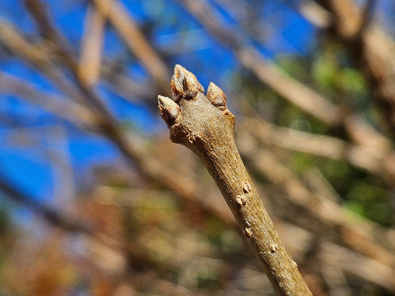 이팝나무 겨울눈2