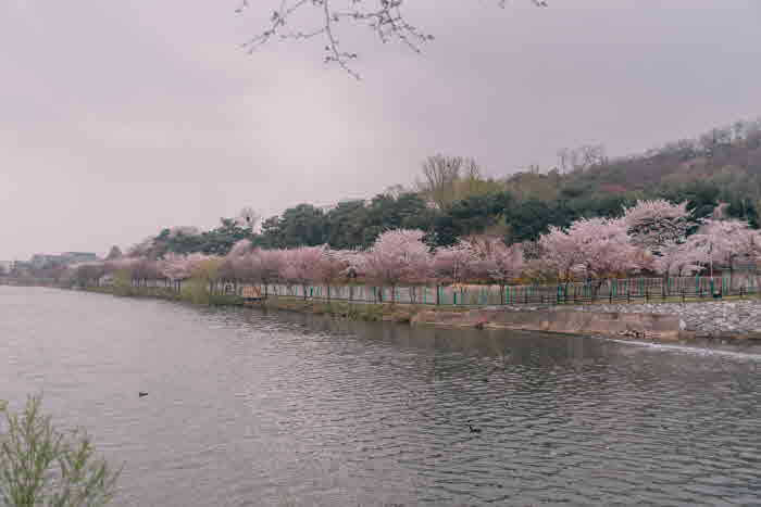 2024 전국 벚꽃 명소 추천