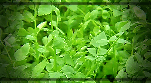 봄-나물-미나리