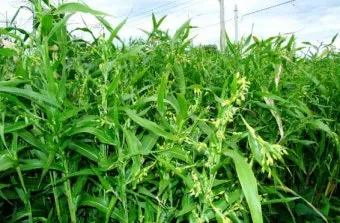 율무 재배 배수로 확보 여름 장마 대비 건조 수확_10