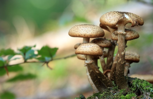 버섯, 자연의 슈퍼푸드: 건강과 면역력을 책임지는 신비한 영양소