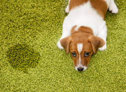 개의 소변 횟수가 많다 빈뇨