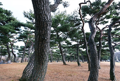 소나무 사진