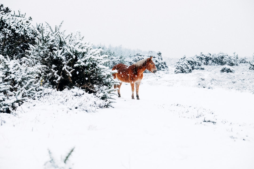 Snow