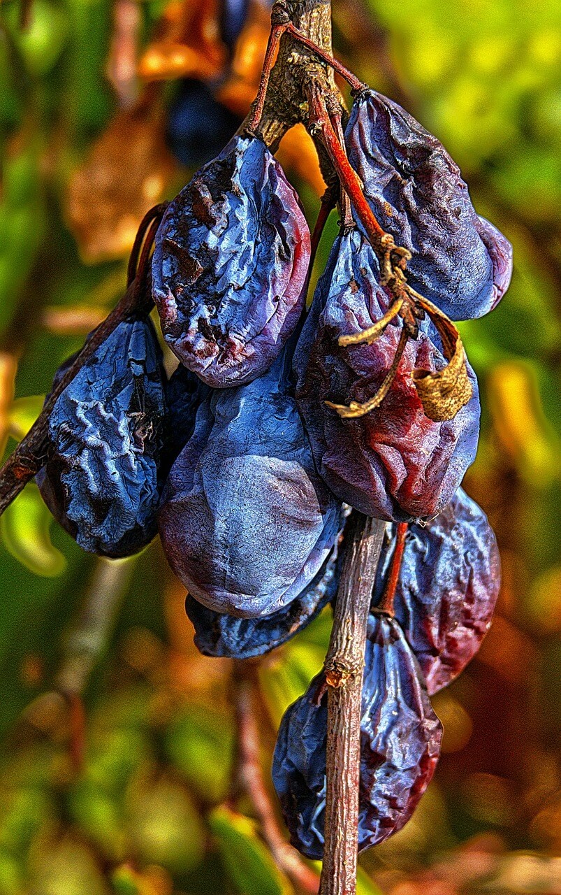 푸룬 건자두 효능 및 먹는법