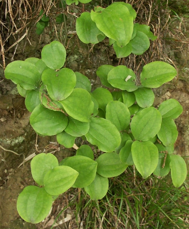 한국의 떡 종류 망개떡-청미래잎