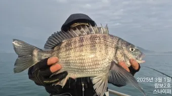압해도 장감리 감성돔 포인트 소개와 혼자하는 낚시의 즐거움 완벽 낚시 가이드_2