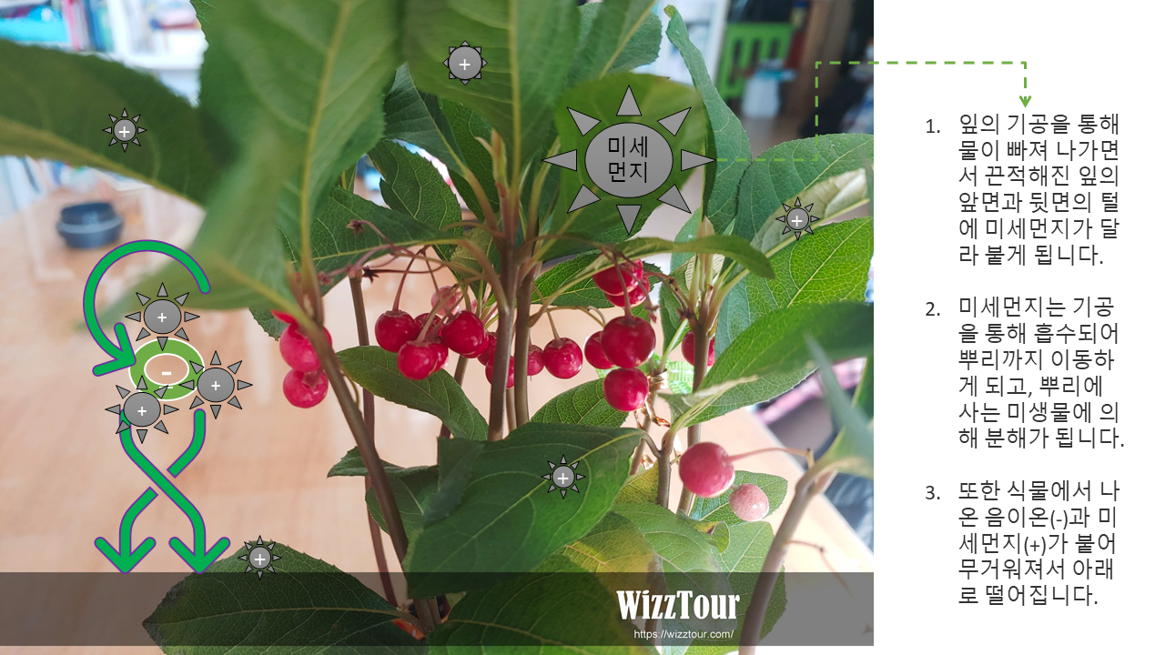 공기 정화 식물 천냥금 키우기