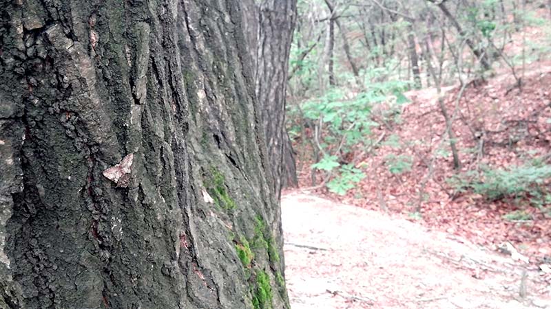 북한산둘레길 도봉옛길