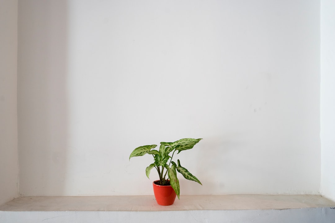 Plant.