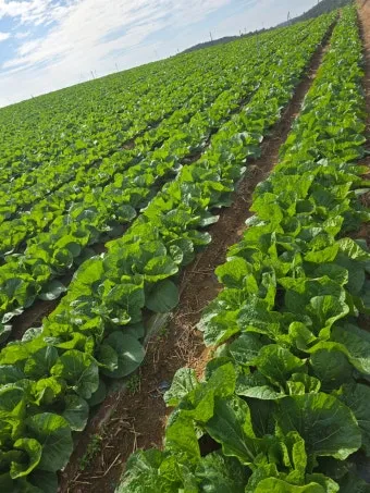 쌈배추 재배 속 차게 키우기 시비 타이밍 통풍 관리_11