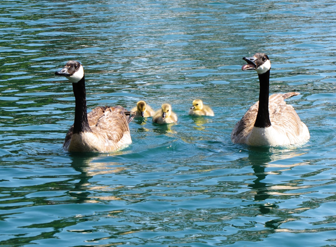Parental
