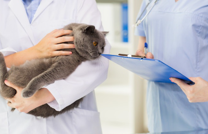 수의사에게 안겨 있는 고양이.