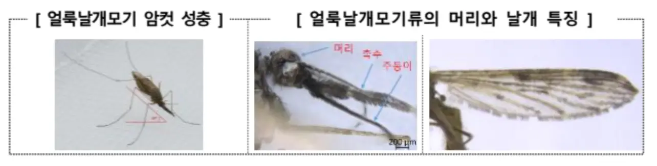 말라리아 모기 사진