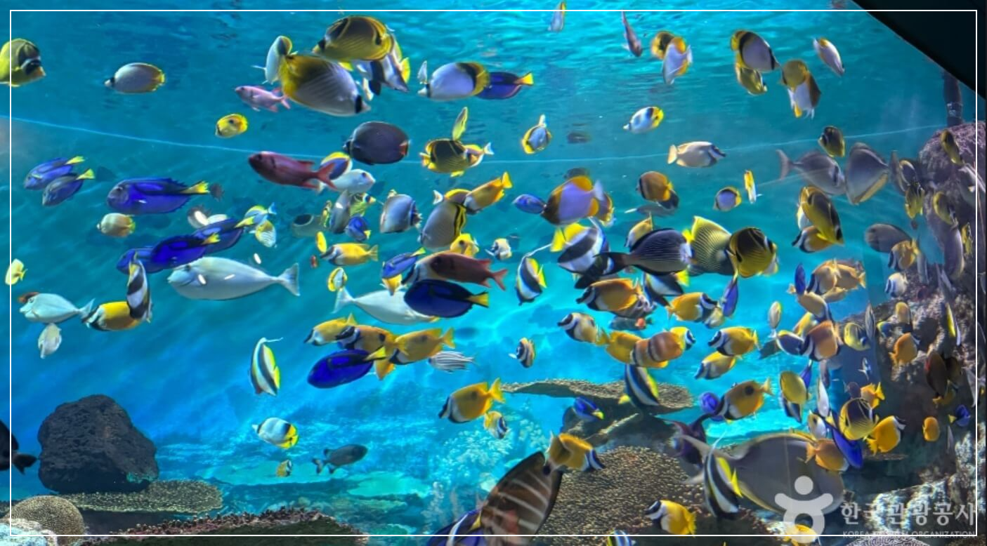 서울 가볼만한곳 베스트10 코엑스 아쿠아리움