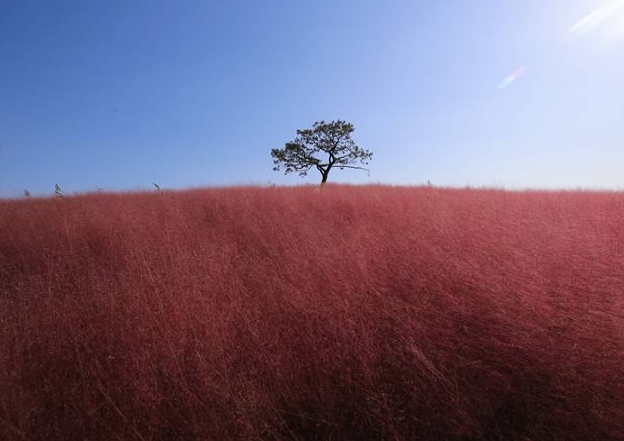 농협안성팜랜드 핑크뮬리동산