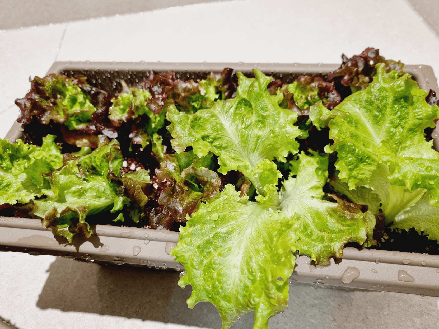 상추 키우기 비용