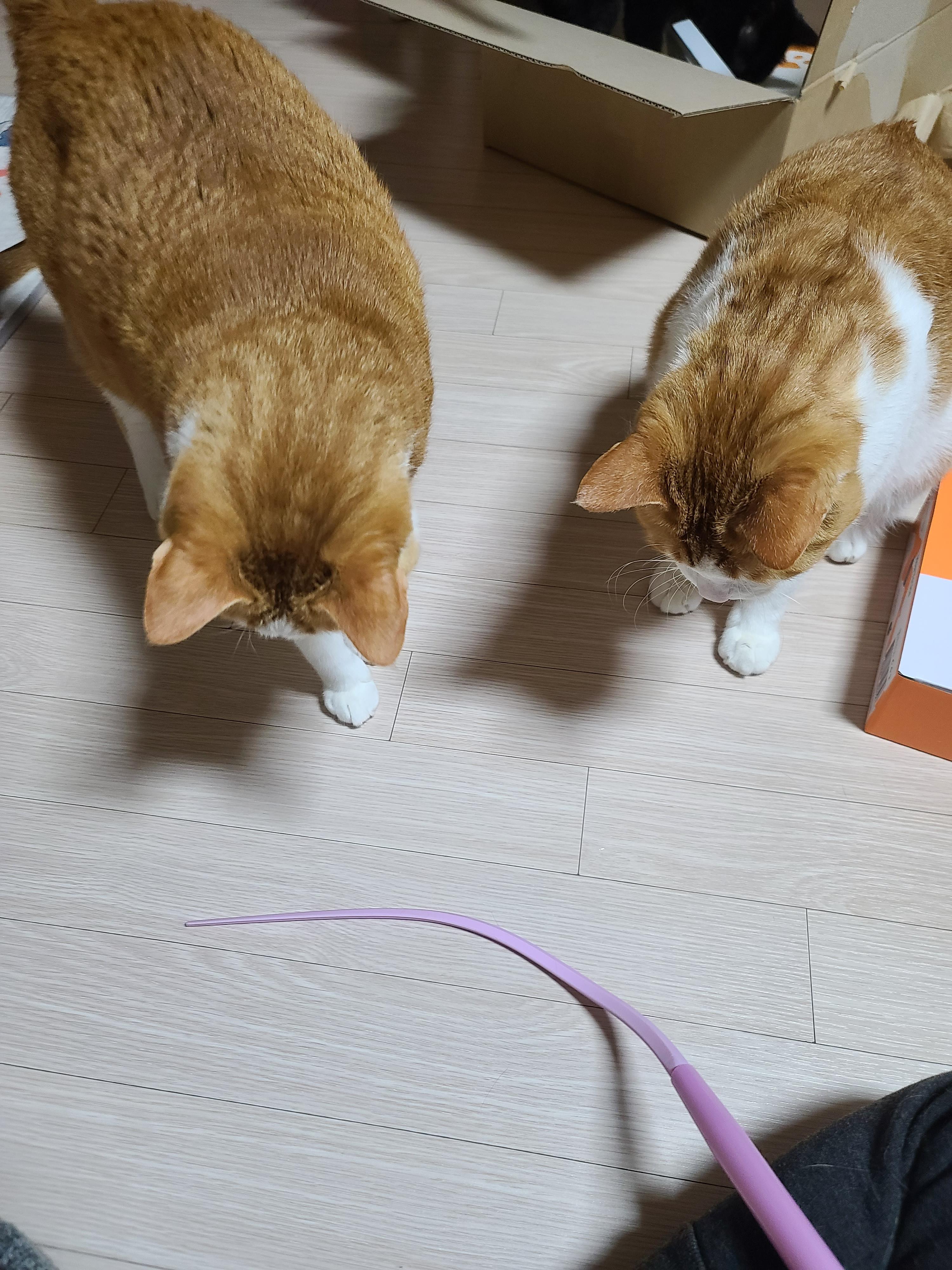 고양이 실리콘 낚싯대의 장단점 (feat.냥냥이들의 반응)