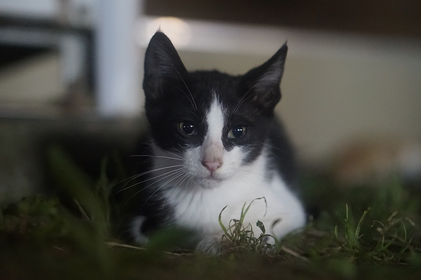 길고양이 돌보는 법