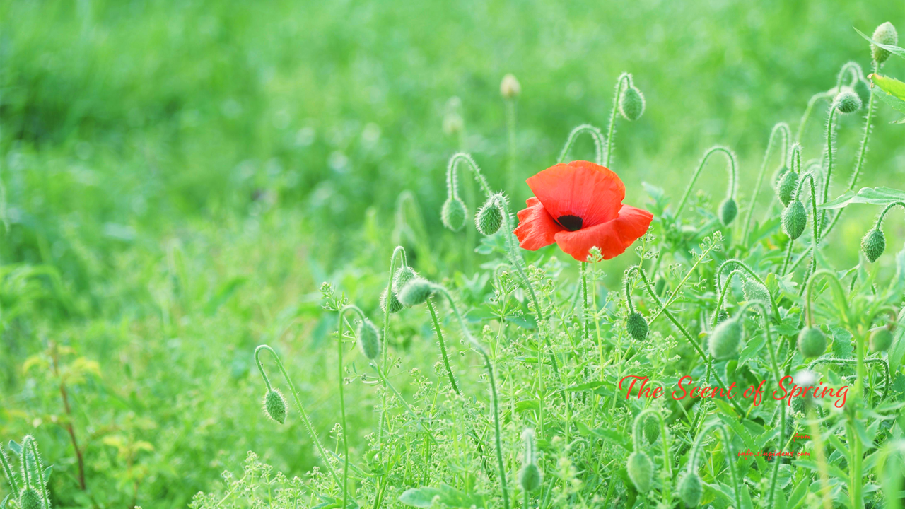 06 꽃양귀비 한송이 C - The Scent of Spring 꽃배경화면