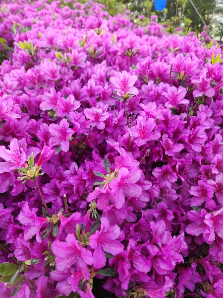 2023군포철쭉축제 꽃사진