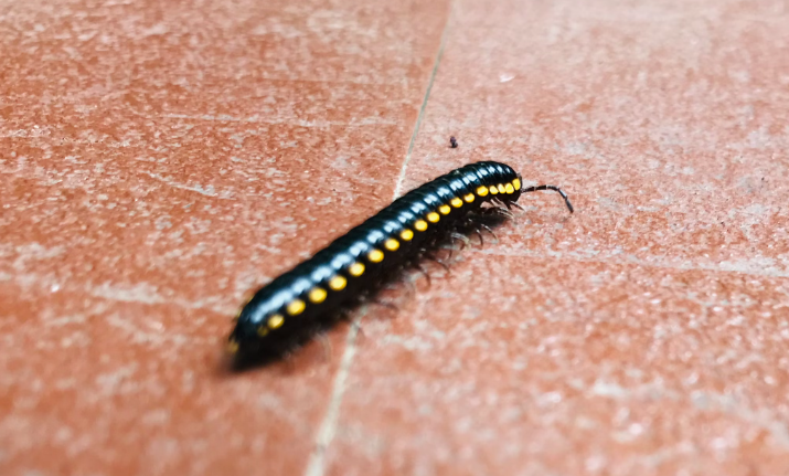 집 안 지네 완벽 퇴치 가이드: 자연적이고 효과적인 10가지 방법