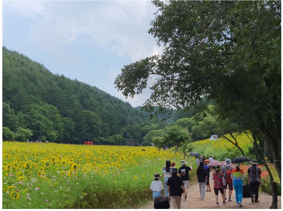 태백해바라기축제