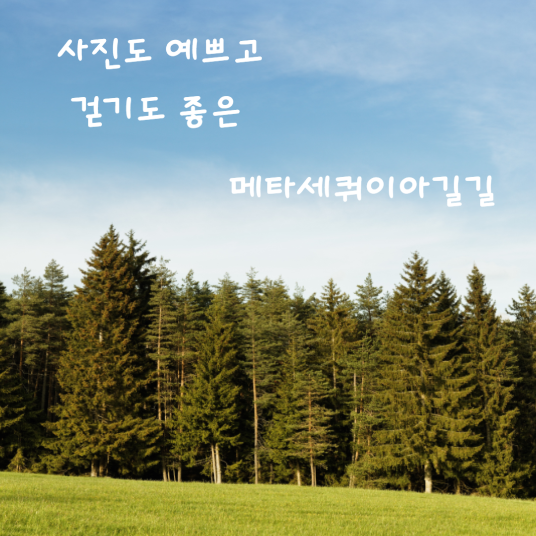 메타세쿼이아길 베스트 5