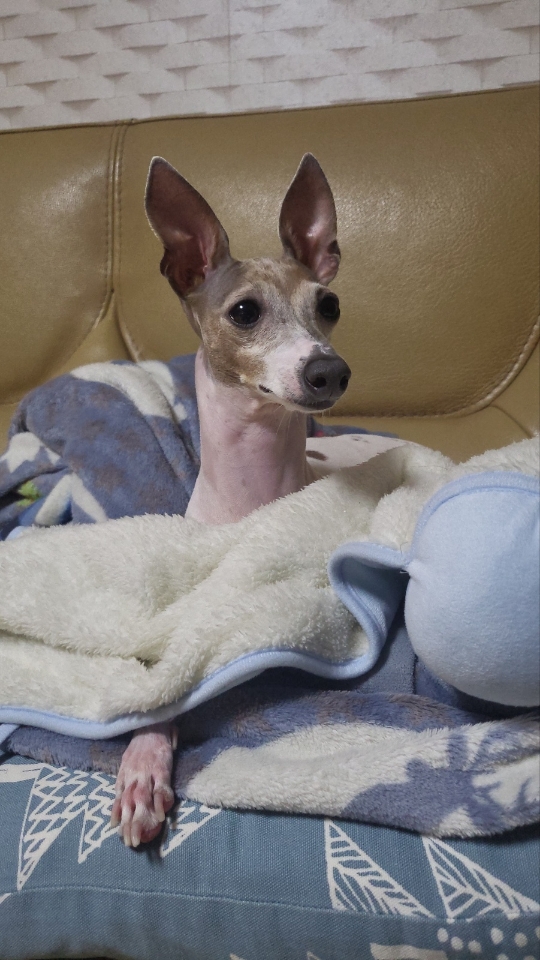 반려견과 함께하는 생활속에 취미와 건강 소개...