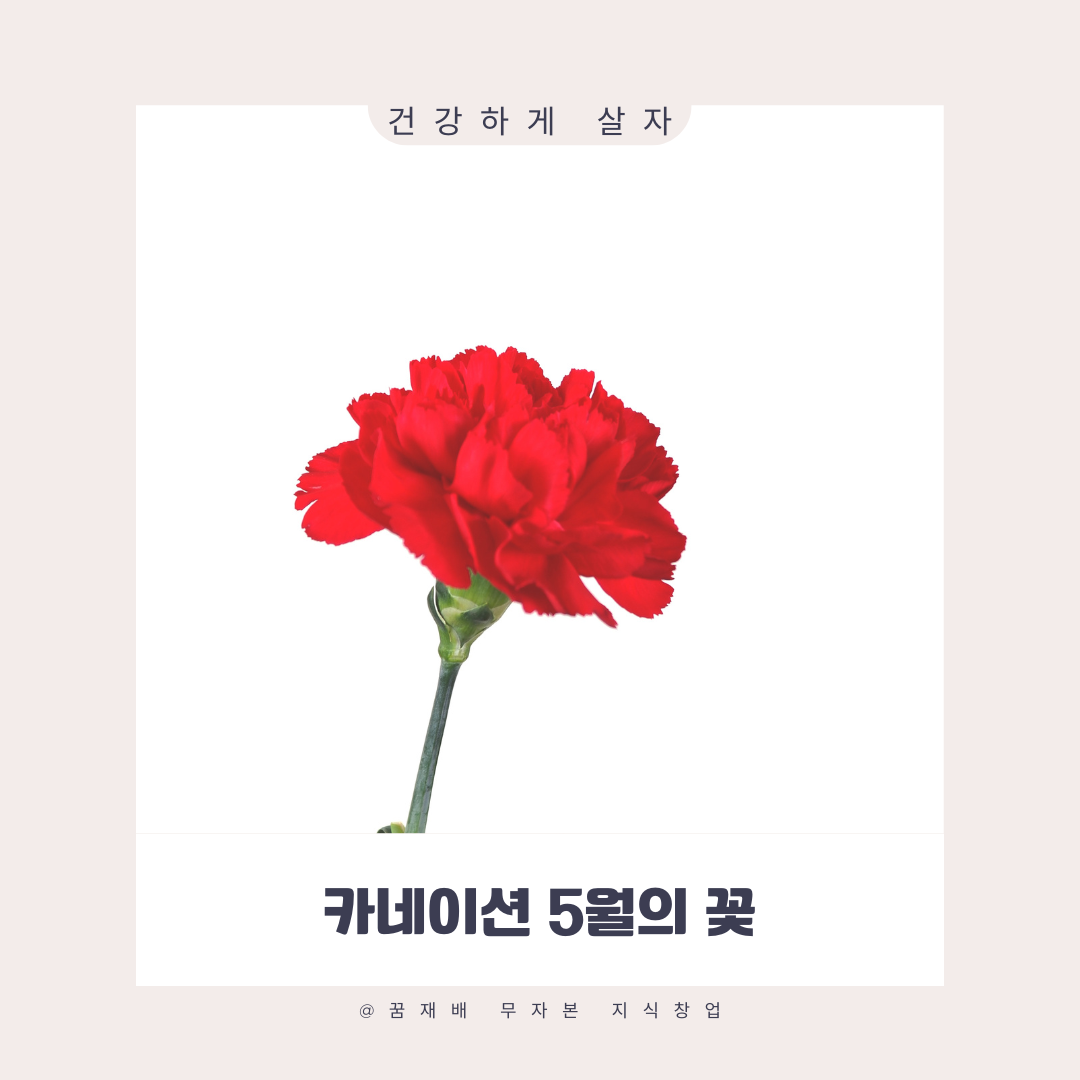 카네이션