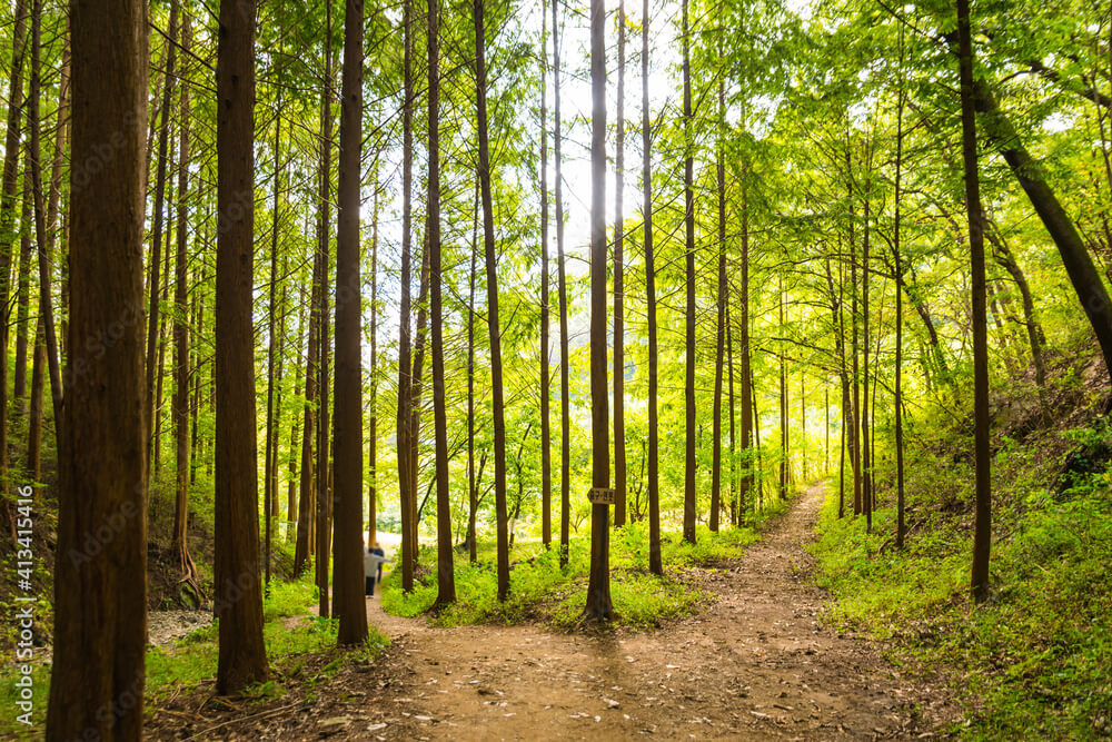 화인산림욕장 옥천 가볼만한곳 추천 명소 산책로 주차