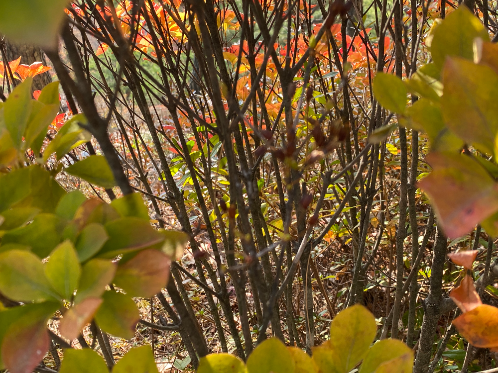 등대꽃나무 수피