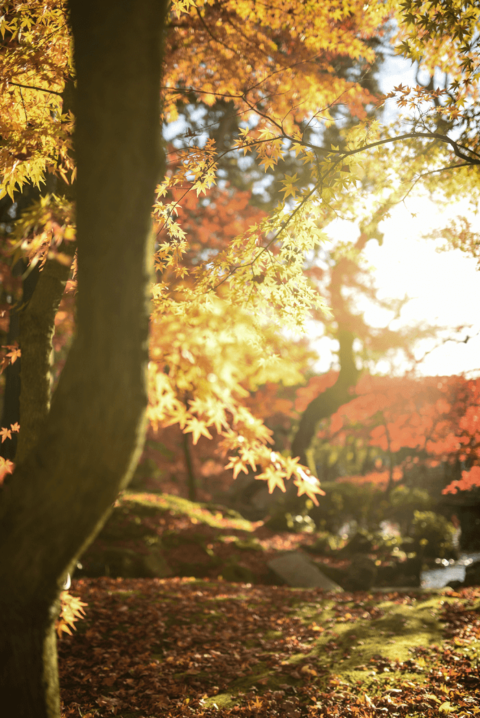 교토 젠린지의 단풍사진