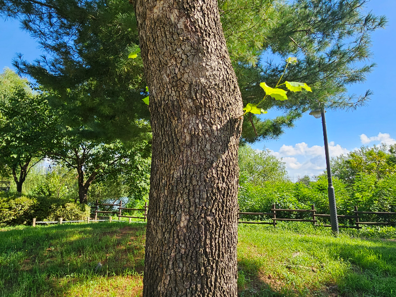 양버즘나무 수피2
