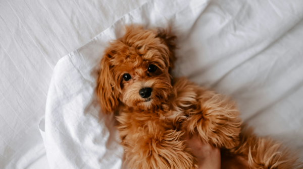 침대위에 누워있는 강아지