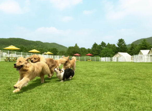 애견동반 자연휴양림